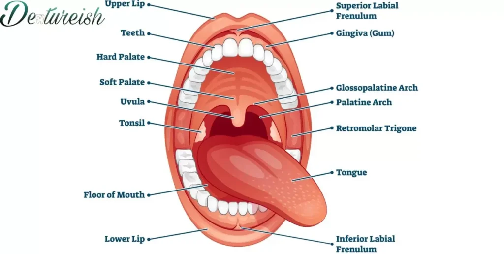 Upper And Lower Dental Arches