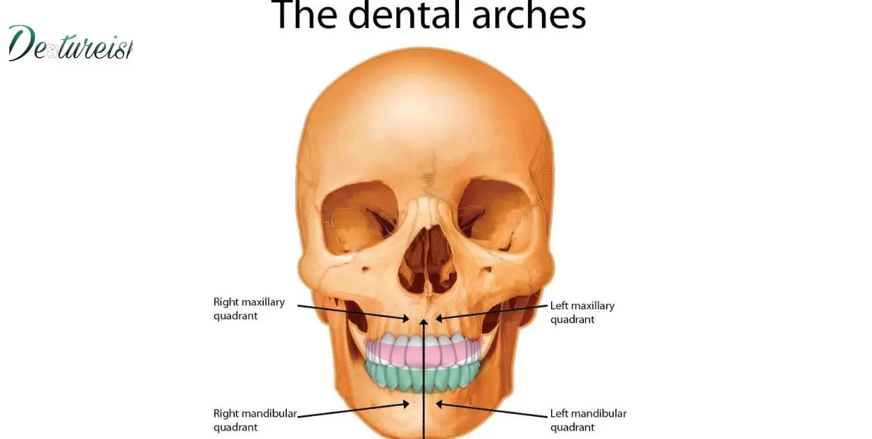 What is an Arch in Dentistry?